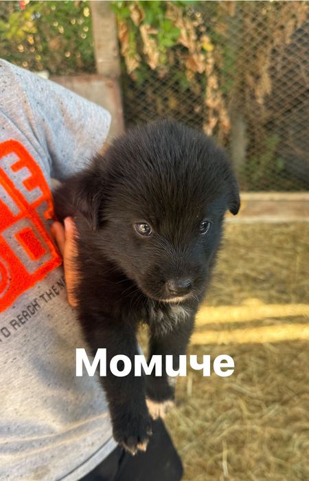 Обява за животни