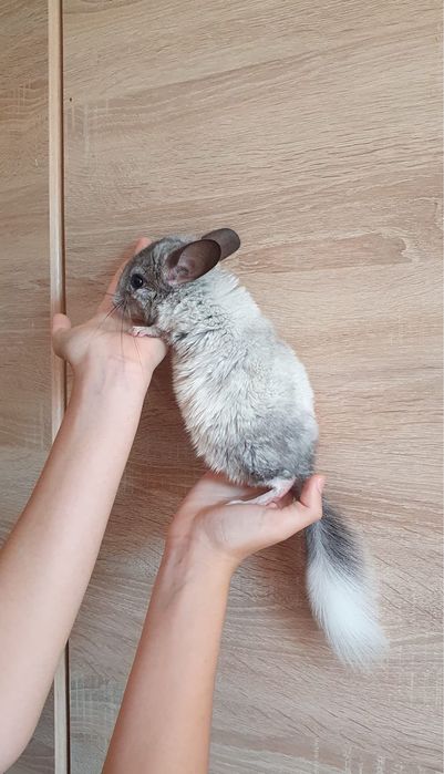 Pui chinchila 3 luni