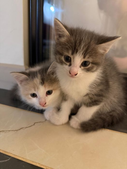 Отдам симпатичных котят