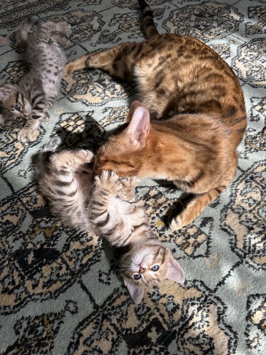 Милые бенгалки ищут родителей!