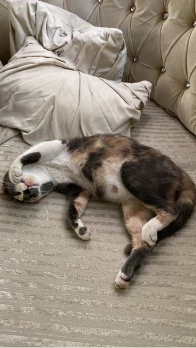 Изгубена котка !