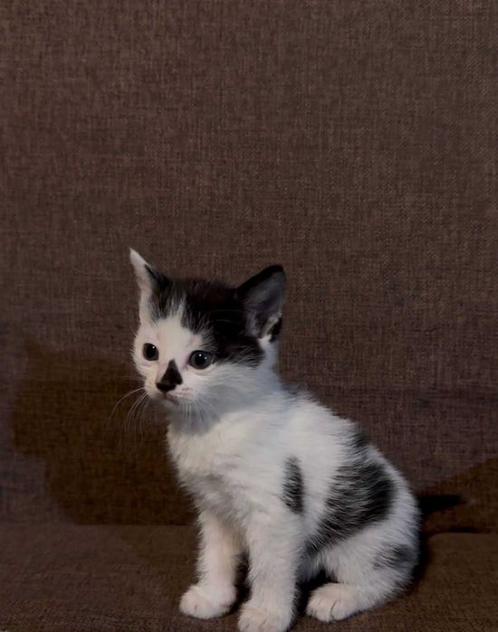 Котята, 1.5 месяца, девочки.
