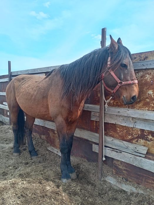 Продается лошадь