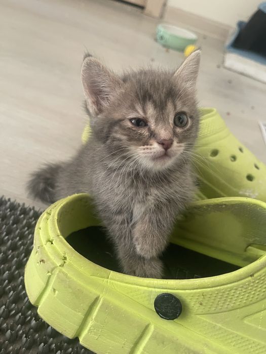 Отдаем котят смесь британца и рэгдолл