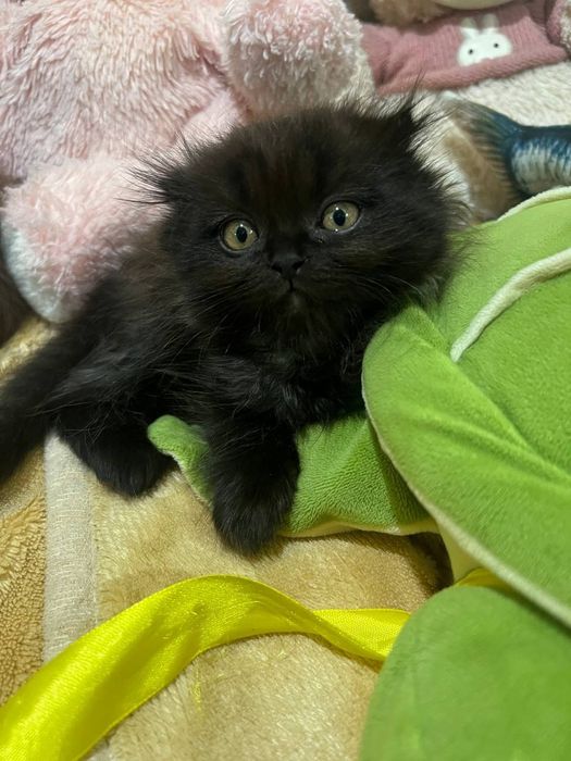 Scottish Highland Fold