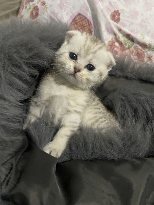 Шотландская Шиншилла