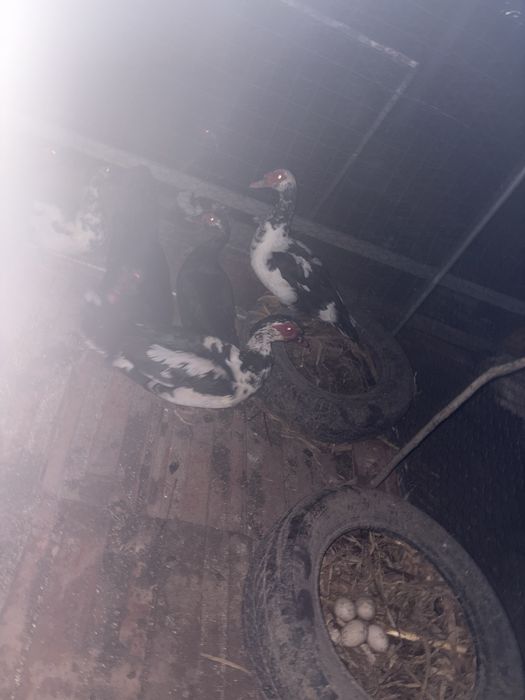 Vand rate si ratoi mute