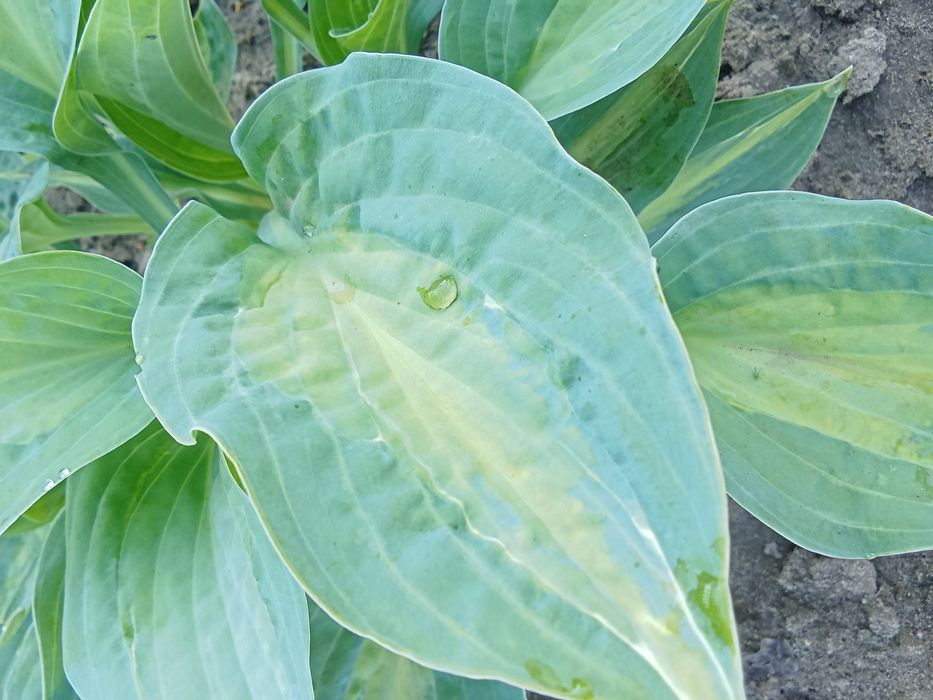 Продам хосты,от 1000 тг