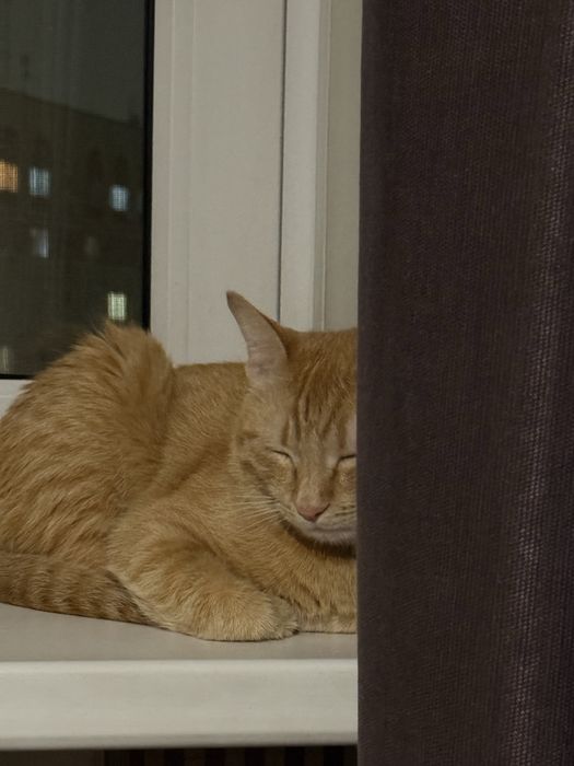 Отдам кота в хорошие руки