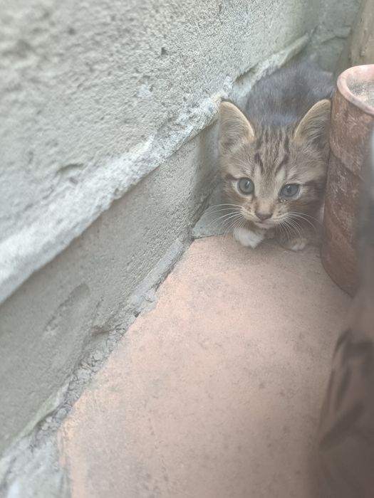 Uy mushugi hadyaga bervoraman