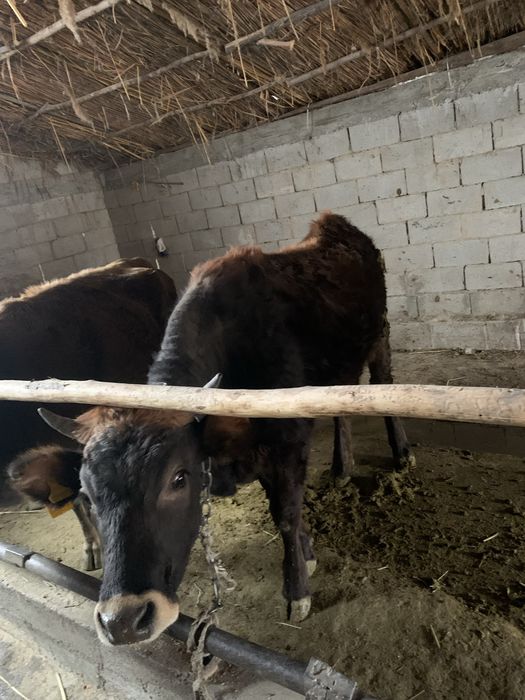 1.5жасар тайнша сатылады