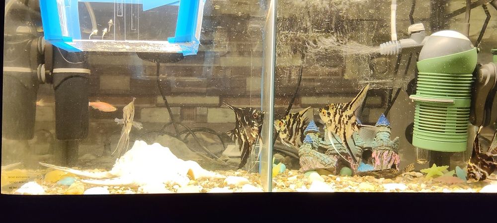 acvariu pesti pietris