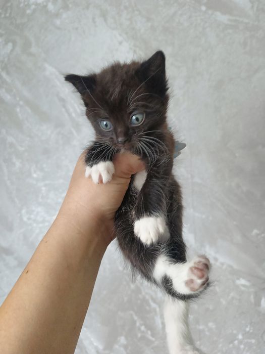 Котята, 1 месяц, ручные и ласковые