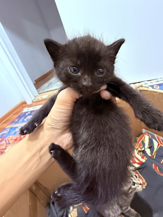Отдам котят в добрые руки