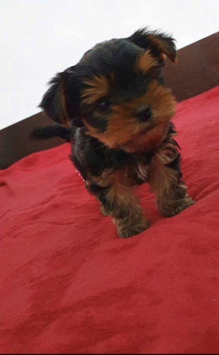 Мини йоркширски териер