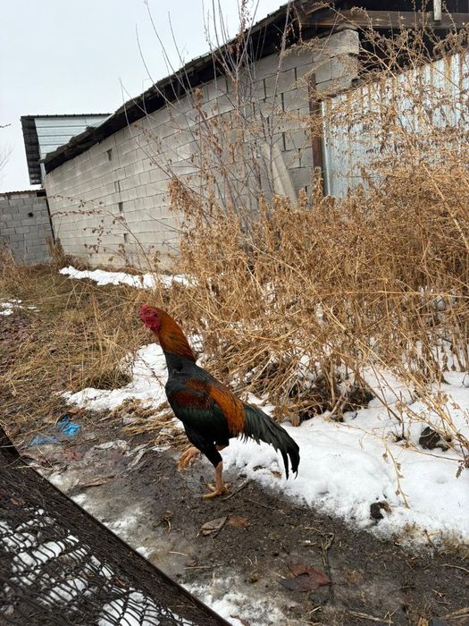 Продам дакан, возраст 1,5г