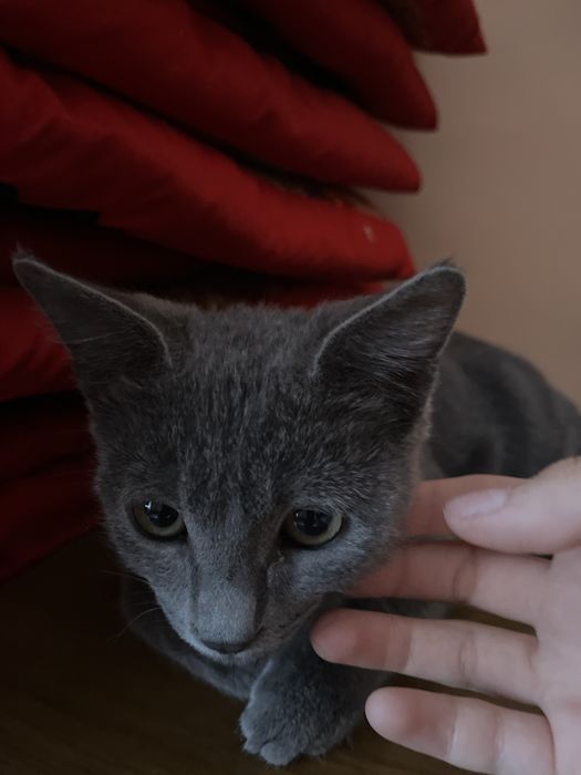Кот бесплатно отдам