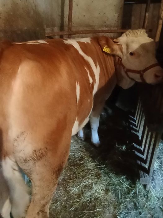 Vând vițea de carne