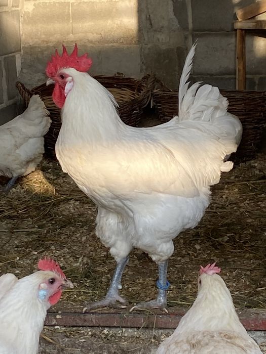 Oua incubat La Bresse