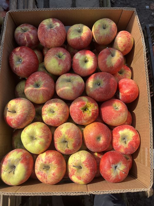 Американка. Апорт алматиский - Груша талгарка