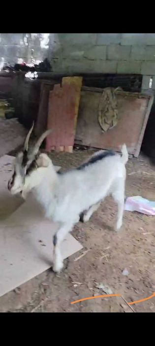 Ешки сатылады жас
