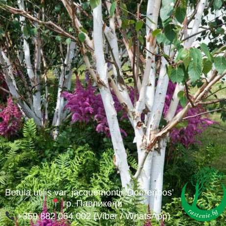 Бяла бреза в саксия