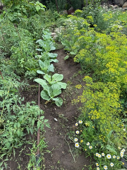 Продам  дачу   .