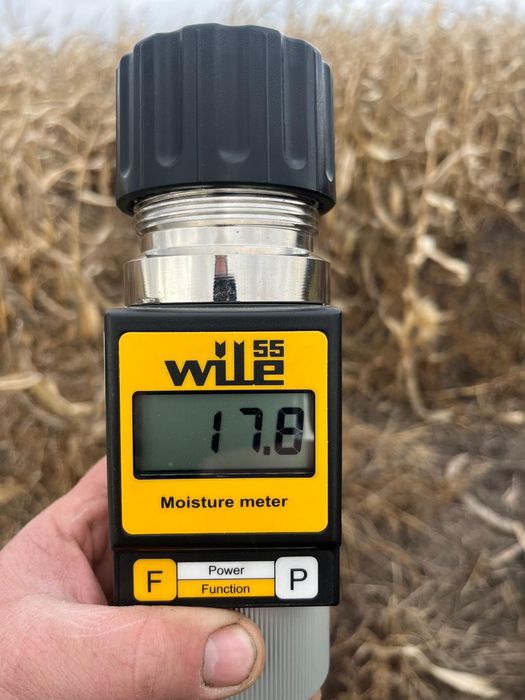 Porumb boabe recolta 2025