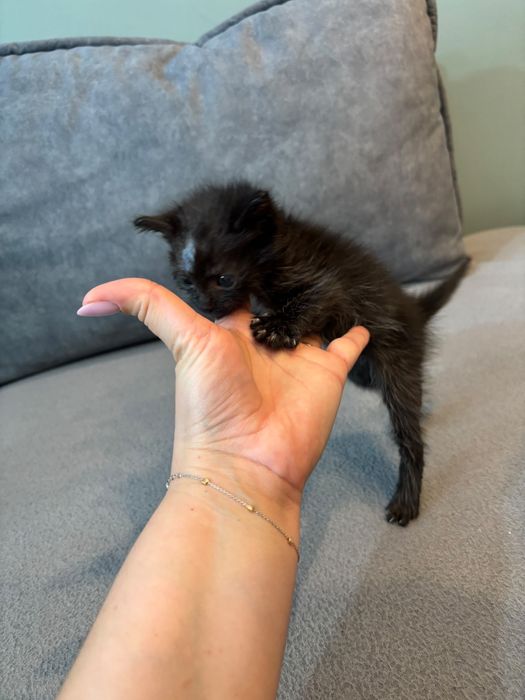 Pisici adoptie  motani