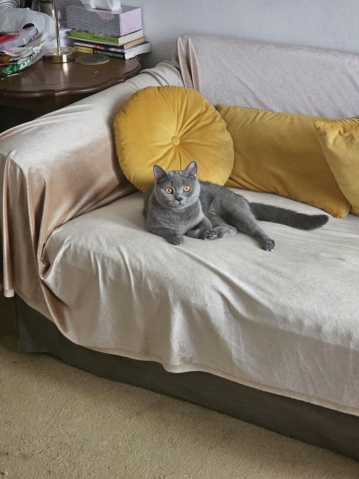 Британска котка, Породиста с паспорт