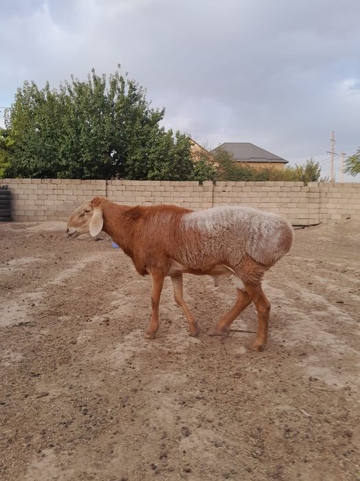 Арық қаншыққа қара