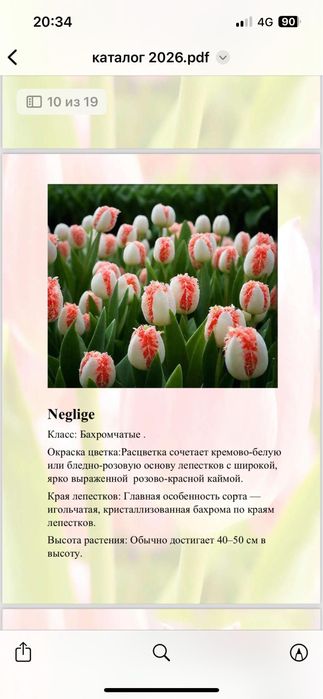 Тюльпаны свежие