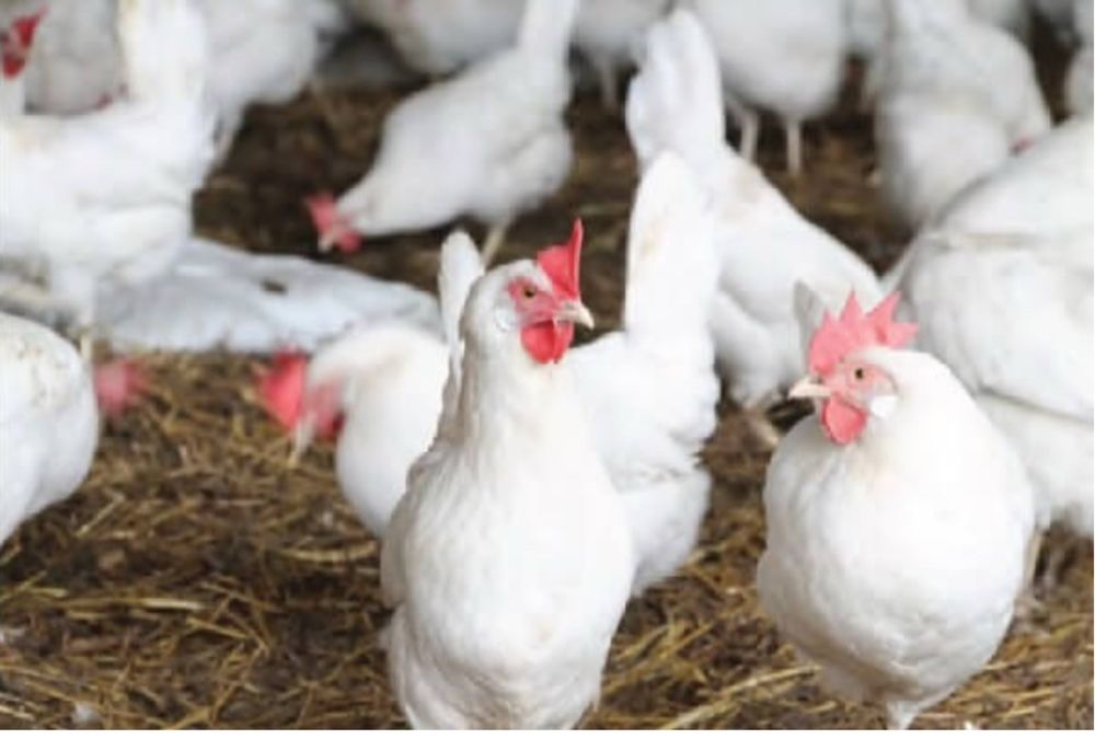 Куры несушка коралл ник