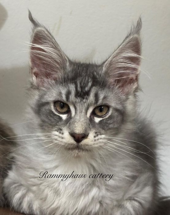 Felisa autorizata WCF, vinde pisoi cu pedigree, rasa Maine coon