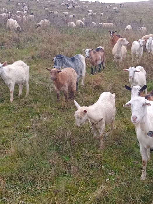 Vând capre sau schimb cu iapa