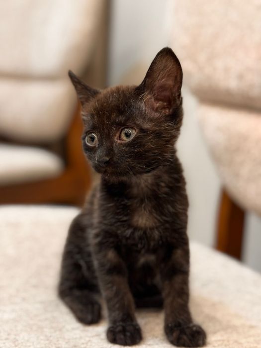 Отдам котёнка (девочку), чёрного окраса.