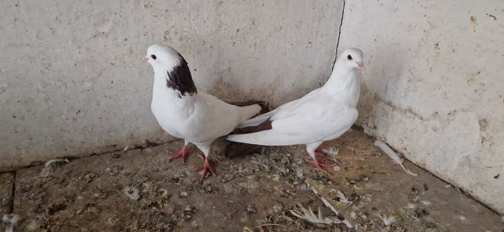 Красно шеики красно хвост