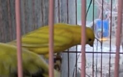 Продам кенера поющий