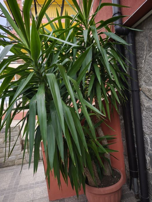 Голяма Юка  над 2 метра