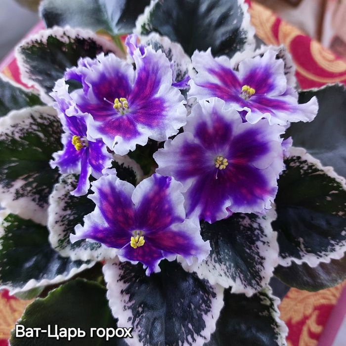 Сенполия сортовая лист 500тг