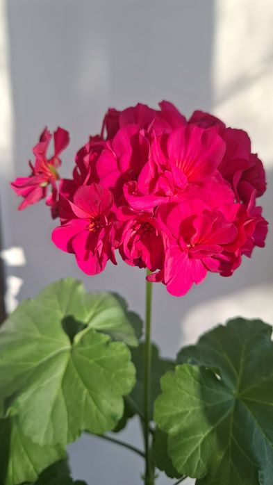 Укоренненые черенки герани и пеларгонии