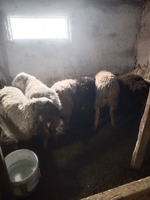 Бараны, кой, токты