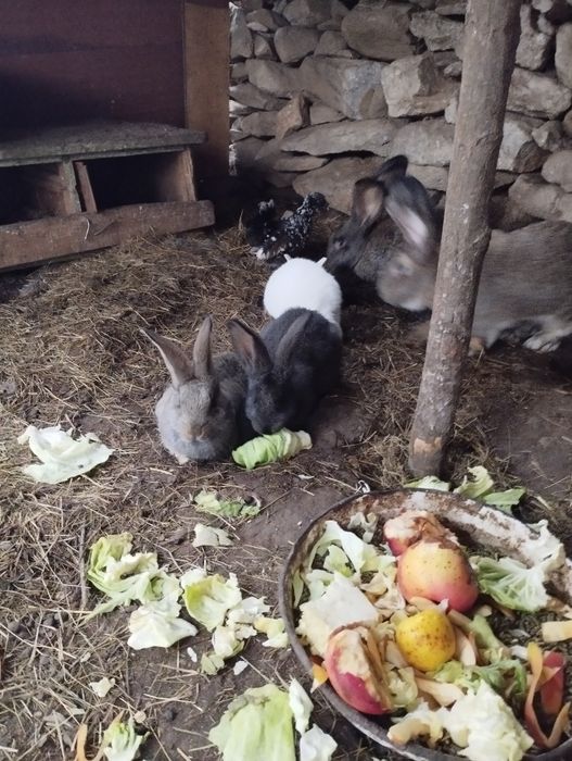 Зайци Белгийски великани