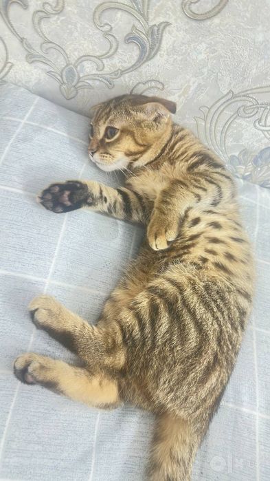 Mushuk Scottish fold tiger olgan odamga + latok + miska qõshib berilad