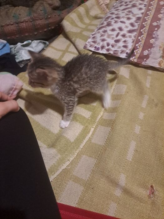 Возьмите в добрые руки кошечку