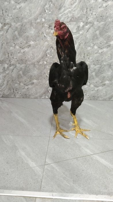 Dakan xoʻroz sotiladi