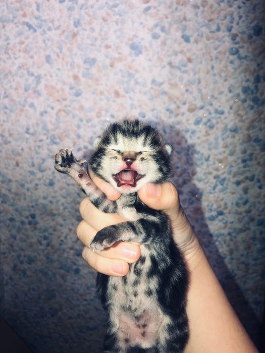 Котенки веслоухо