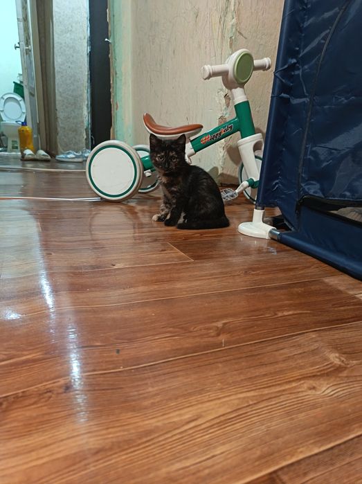 Котенок девочка шикарная в хорошие руки
