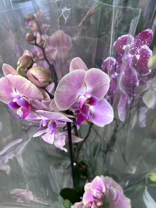 Орхидеи оптом от 150000
