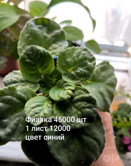 Комнатные цветы и Кошечка